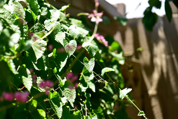 Antigonon leptopus, Coral Vine